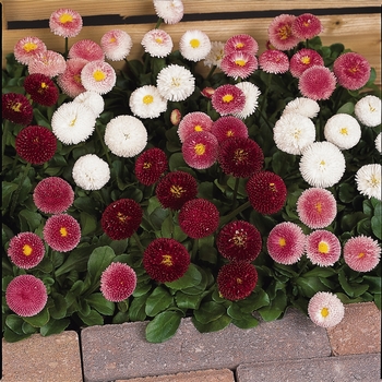 Bellissima™ Mix