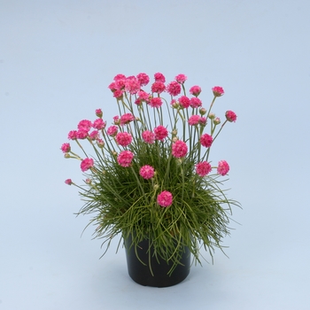 'Ministicks Rose' Sea Thrift