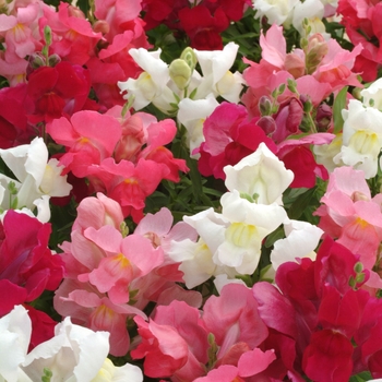 Dwarf Garden Snapdragon