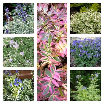Multiple Varieties Jacob''s Ladder