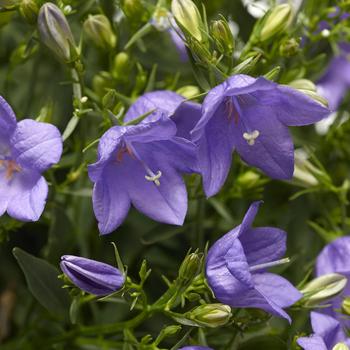 Bellflower