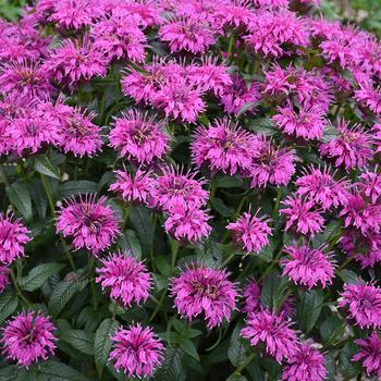 'Electric Neon Purple' Bee Balm