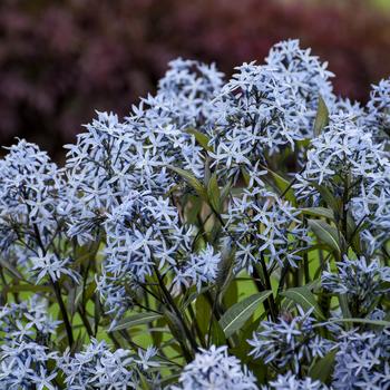 'Storm Cloud' Bluestar