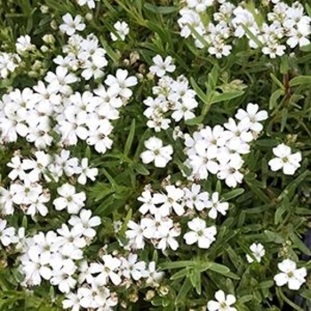 Gypsy White Improved Baby''s Breath