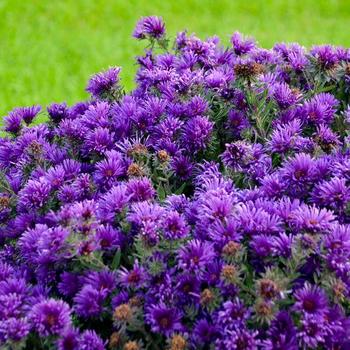'Grape Crush' New England Aster