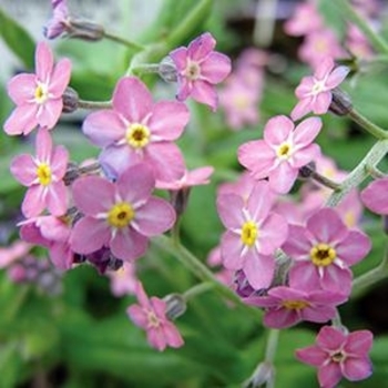 Multiple Varieties Forget-Me-Not
