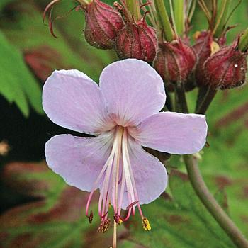 'Ingwersen's Variety' Cranesbill