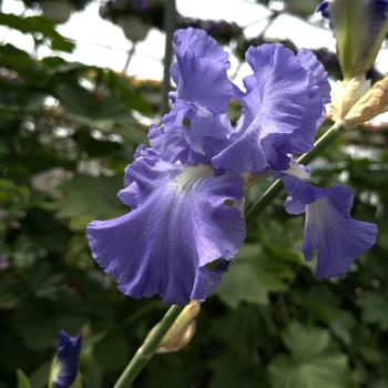 'Victoria Falls' Bearded Iris