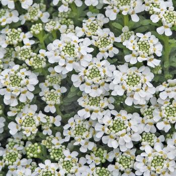 'Snowflake' Evergreen Candytuft
