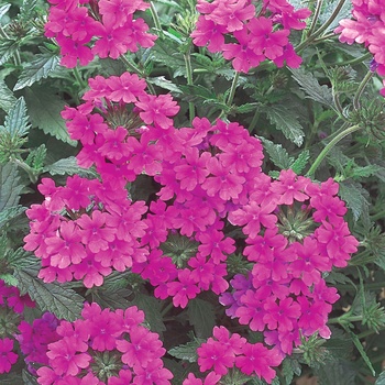 Superbena® Pink Shades