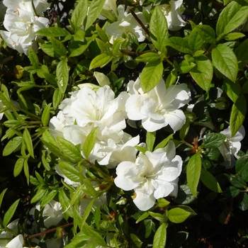 Encore® 'Autumn Moonlight®'