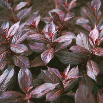 Midnight Wine® Weigela