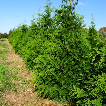 Green Giant Giant Arborvitae