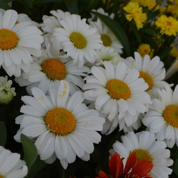Sweet Daisy 'Jane'