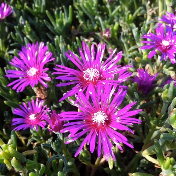 Hardy Ice Plant