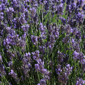 'SuperBlue' English Lavender