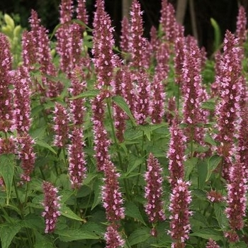 'Blue Fortune' Hummingbird Mint