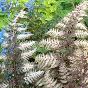 ''Pewter Lace'' Japanese Painted Fern ''Pewter Lace'' Japanese Painted Fern