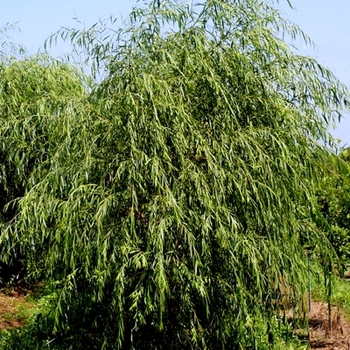 Tristis Golden Weeping Willow Tristis Golden Weeping Willow