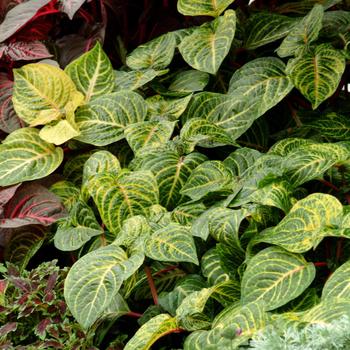 Blazin'' Lime Blood Leaf Blazin'' Lime Blood Leaf