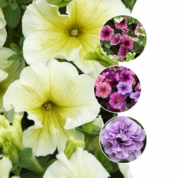Assorted Petunia