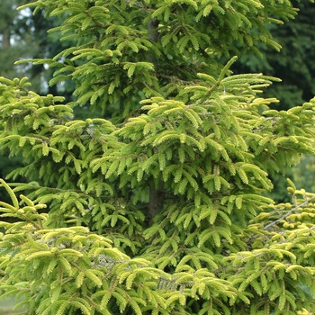 Skylands Caucasian Spruce