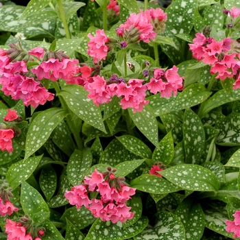 ''Shrimps on the Barbie'' Lungwort