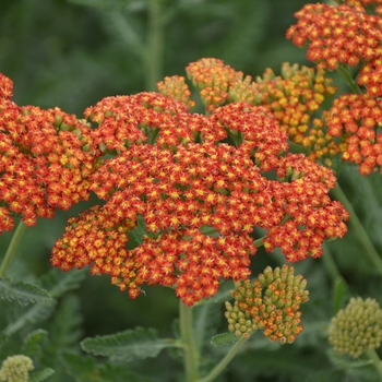 'Sassy Summer Sunset' Yarrow