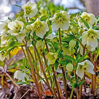 Christmas Rose