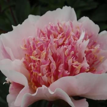 'Do Tell' Peony