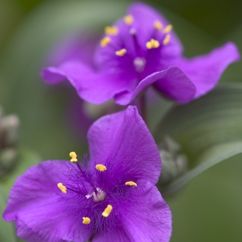 Concord Grape Spiderwort