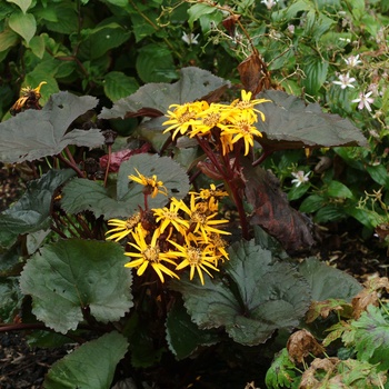 ''Britt Marie Crawford'' Bigleaf Goldenray
