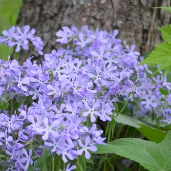 Woodland Phlox