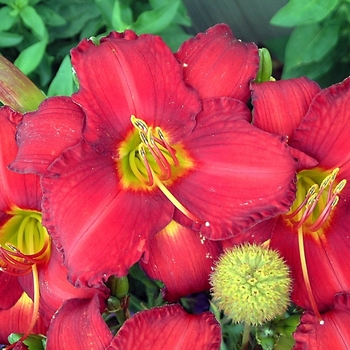 Chicago Apache Daylily