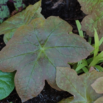Red Panda Mayapple