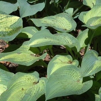 'Paul's Glory' Hosta, Plantain Lily