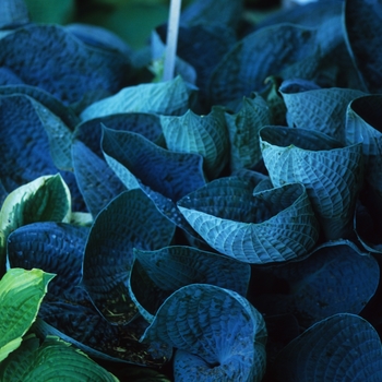 'Love Pat' Hosta, Plantain Lily