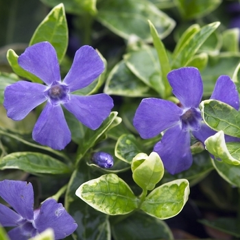 Ralph Shugert Periwinkle