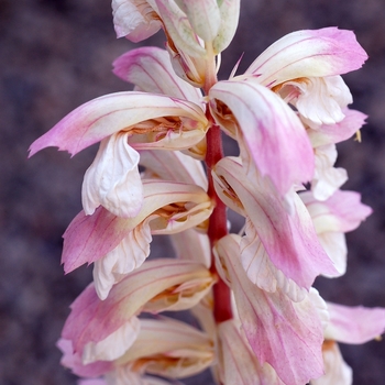 'Whitewater' Bear's Breeches