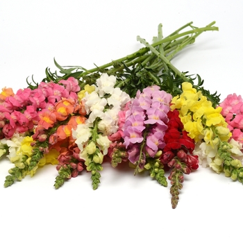 Snapdragon