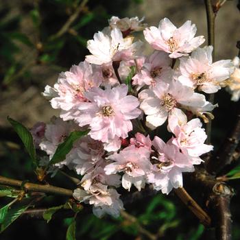 'Plena-rosea' Double Weeping Cherry