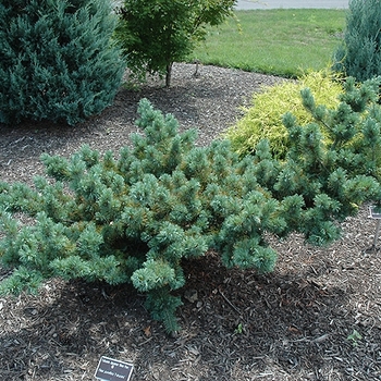 Fukuzumi Japanese White Pine