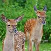 Mitigating Plant Damage from Deer