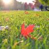 Early Fall Lawn Guide Part 1: Treating Fall Weeds
