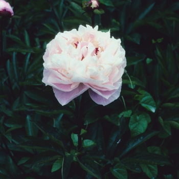 'Bunker Hill' Peony
