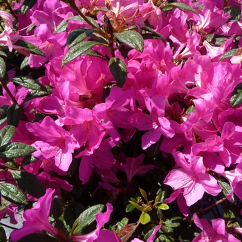 Encore® 'Autumn Amethyst®'