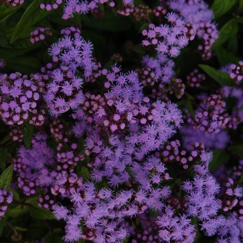Hardy Ageratum
