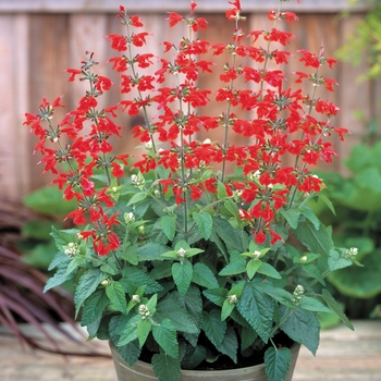 Salvia