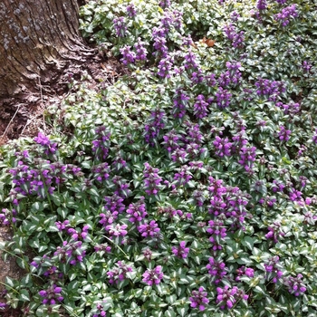 'Chequers' Spotted Deadnettle