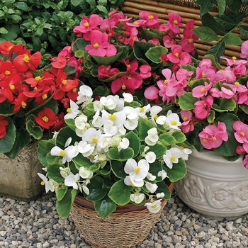 Begonia